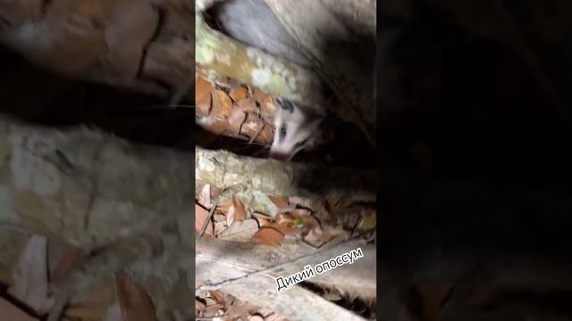 Опоссум в лесу смотреть онлайн