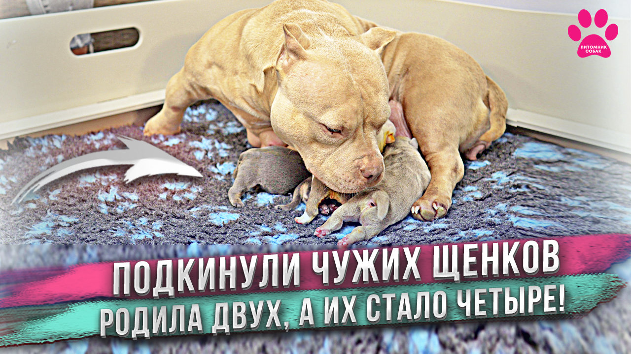 Собаке подкинули двух чужих щенков другой породы! Что будет делать? смотреть онлайн