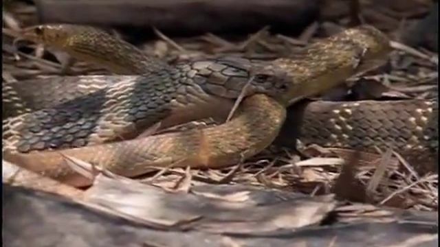 Geocore Shorts: Animals Geocore Shorts: Animals Cobra Vs Rat Snake/ Cobra Eats Rat Snake смотреть онлайн