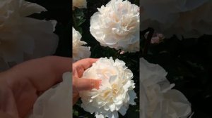 Пион New Era ( Нью Эра)