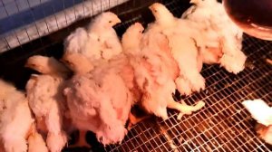 Вес бройлеров кобб 500 в 27 дней.