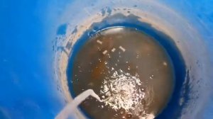 Выращивание карпа в домашних условиях