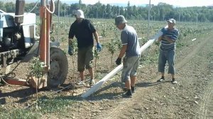 Установка столбов опоры под шпалеру в саду.