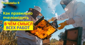 Хотите много #пчёл и мёда на пасеке? Тогда нужно понять смысл работ пасечника. Этапы пчеловождения.