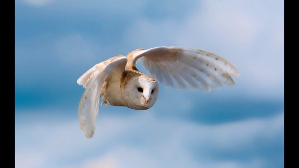 Animals slideshow 2013