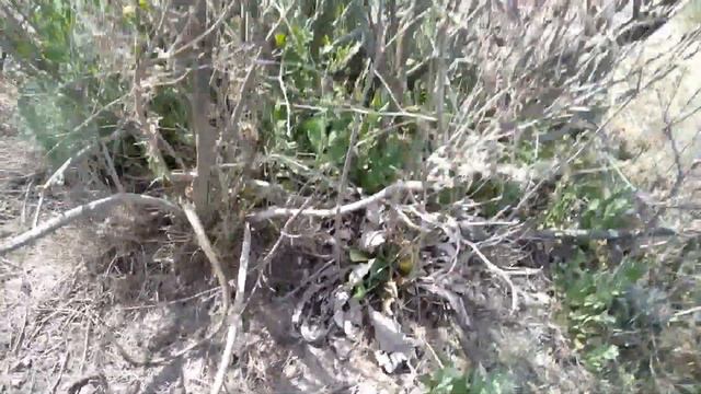 Змея Каспийский полоз защищается. смотреть онлайн