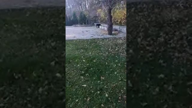 Вито в свободном беге на территории.