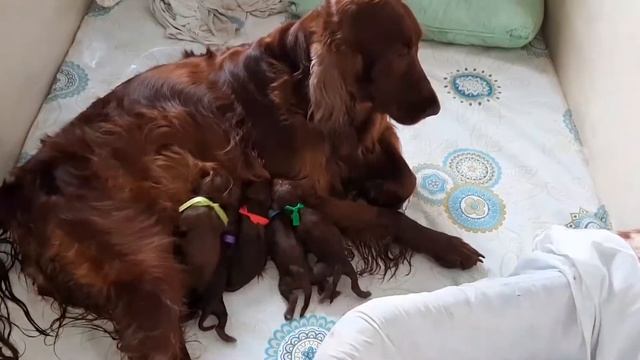 Роды у собаки в домашних условиях. Всё, что нужно знать владельцу! смотреть онлайн
