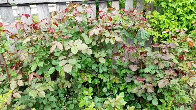 Розовые кусты в мае 2022 смотреть онлайн