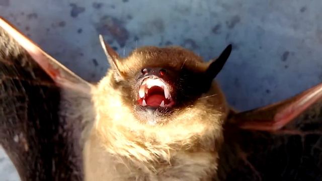 Летучая мышь смотреть онлайн