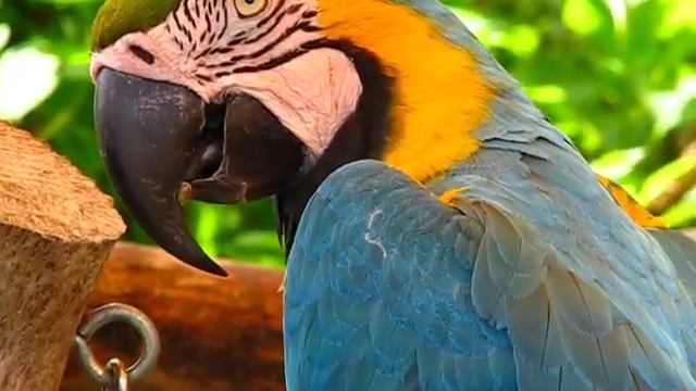 Colorful Macaw Parrot Birds - Butterfly World, Coconut Creek, Florida - Canon S5 IS смотреть онлайн