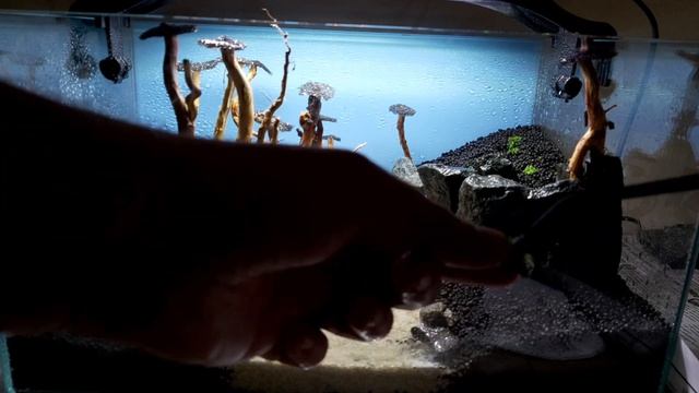 Запуск аквариума с нуля. Создание хардскейпа своими руками.