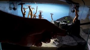 Запуск аквариума с нуля. Создание хардскейпа своими руками.