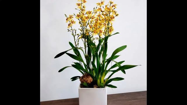 Орхидея Онцидиум : уход в домашних условиях, пересадка и виды с фото. смотреть онлайн