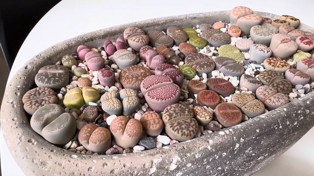 Литопсы/ Lithops. Мой субстрат для литопсов. 09.07.2023.