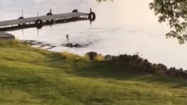 Напал На ВЫДРУ! Вот Что Было Дальше... смотреть онлайн