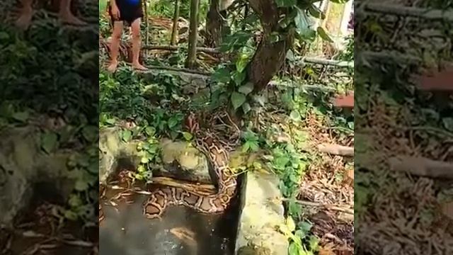 Поймали анаконду - жесть
