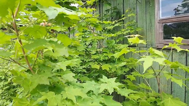 Клён Майра. смотреть онлайн