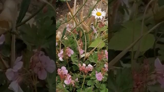 Неопознанные цветы и ромашки. смотреть онлайн