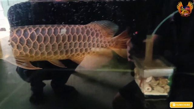 PICKING UP BATIK MYANMAR AROWANA , SUPER RED & HERMES (TGA P4) - part 2 #fishcartel #arowana смотреть онлайн
