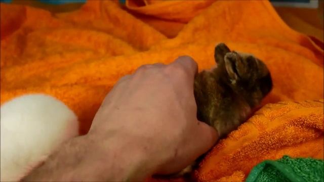 Питомник "Ангорский кролик" смотреть онлайн