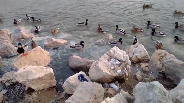 Кормим уток зимой смотреть онлайн