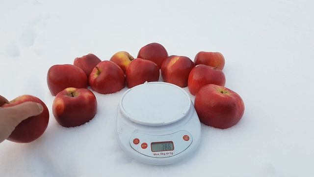 Яблоко Рихард