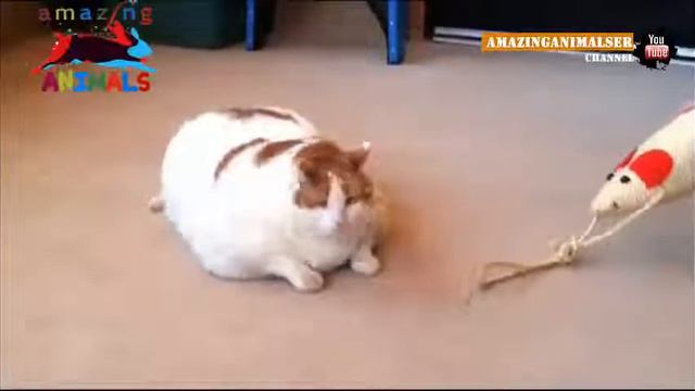 Самая толстая кошка в мире Гигантский кот который весит 18 кг Вот это кот Гарфилд отдыхает смотреть онлайн