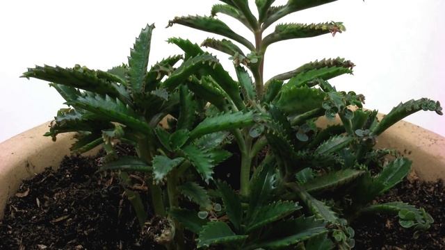 Time Lapse of a Kalanchoe (Mother of Thousands) Plant Growing смотреть онлайн