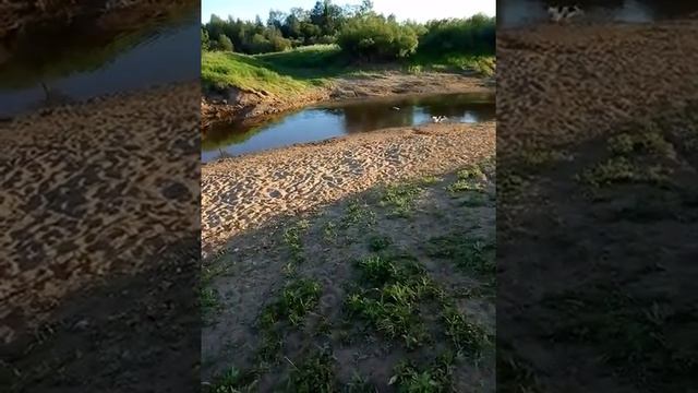 Папильон Кузя на речке. смотреть онлайн