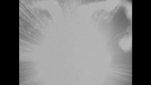 Диктофон, TERELYA - «Утро»