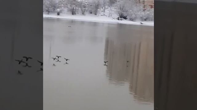 кубань река новая Адыгея Краснодар зимой смотреть онлайн