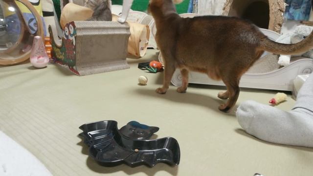 10/ 31 ハロウィンの日 Cats ＆ Kittens room 【CatsLive:Miaou みゃう】10.31 смотреть онлайн