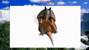 ЖИВОТНЫЕ ЮЖНОЙ АМЕРИКИ со звуками. для детей от 1 до 3 лет По методике Домана Развивающий мультфиль