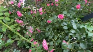 Starlet Eva rose 5.06.23