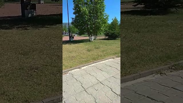 #цветет#рябина#вкогалыме смотреть онлайн