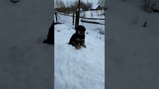 Что за ЛЕВ этот ТИГР 🐅🐶. #щенок #немецкаяовчарка #овчарка #длинношёрстнаянемецкаяовчарка