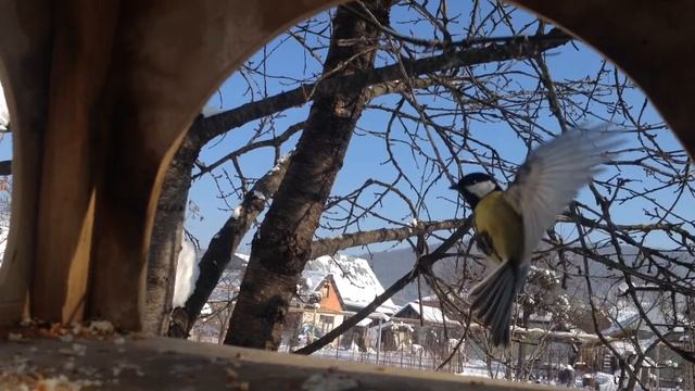 Птицы, кормушка, Адыгея, синицы смотреть онлайн