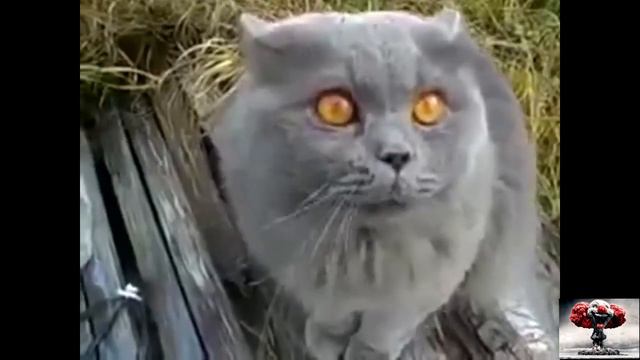 шок кот говорит ржака смотреть до конца