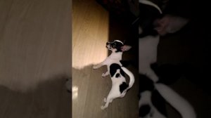 Собака чихуахуа лает