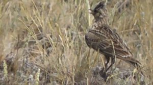 ПОЛЕВОЙ ЖАВОРОНОК УДИВИТЕЛЕН В ПОЛЁТЕ И КРАСИВ НА ЗЕМЛЕ