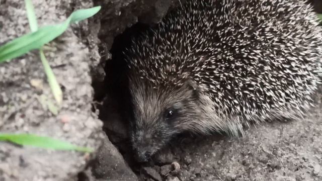 ЁЖИК возле ракеты. смотреть онлайн