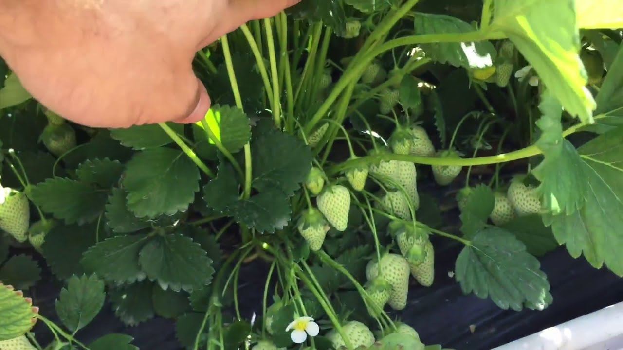 Летняя подкормка клубники Самый простой способ увеличить урожай клубники. смотреть онлайн