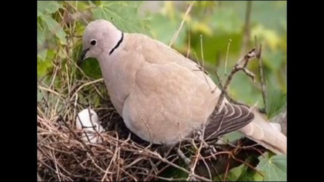 Кольчатая горлица смотреть онлайн