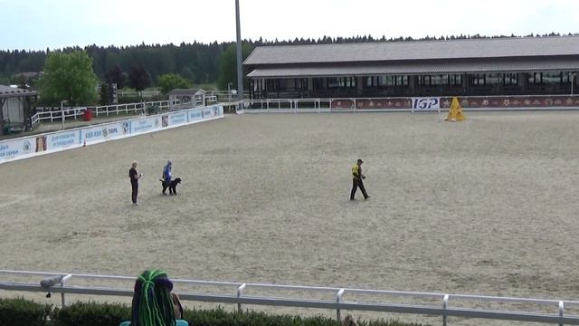 2023 IGP CACT Russia 45 Екатерина Тимофеева и Law Hanno Veto (Ризеншнауцер) С76