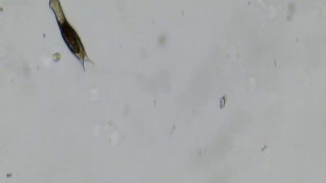 Гидра-убийца и другие жители капли воды. смотреть онлайн