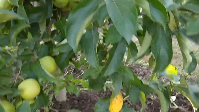 Голден Делишес ( Golden Delicious) 2020 р.