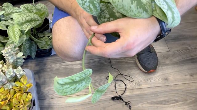 Sierpniowe promocje w dostawie roślin w Zielonym Pokoju. Ph Brandtianum, Syngonium Variegata смотреть онлайн