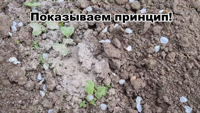 СОСЕД РАССКАЗАЛ, как вырастить редиску с ладошку и защитить от крестоцветной блошки.3 СПОСОБА борьб смотреть онлайн