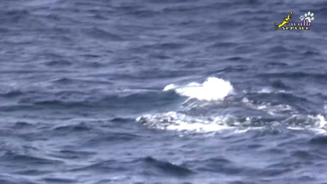 Синий кит (Blue Whale) - не игра смотреть онлайн